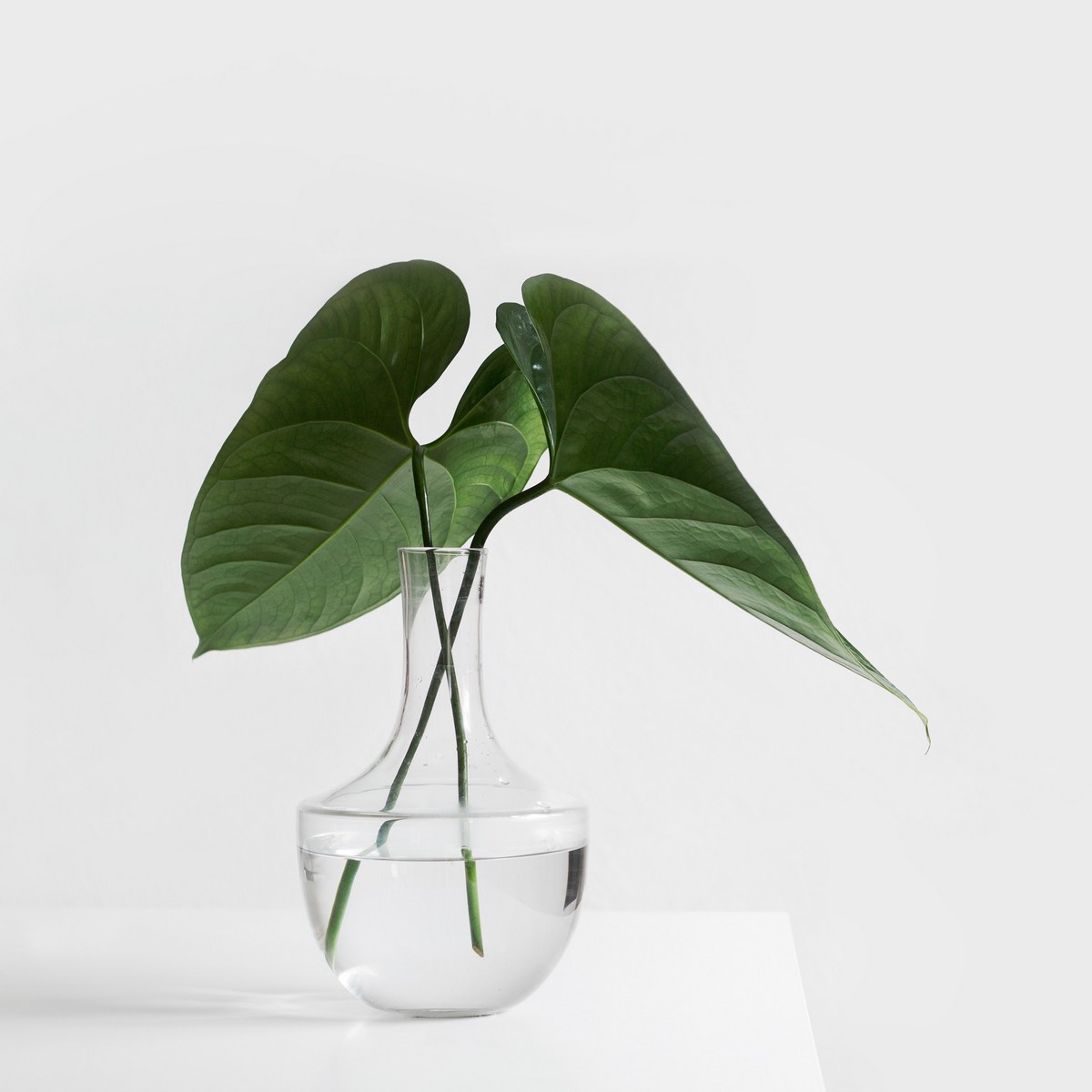 Pflanze im Wasseglas